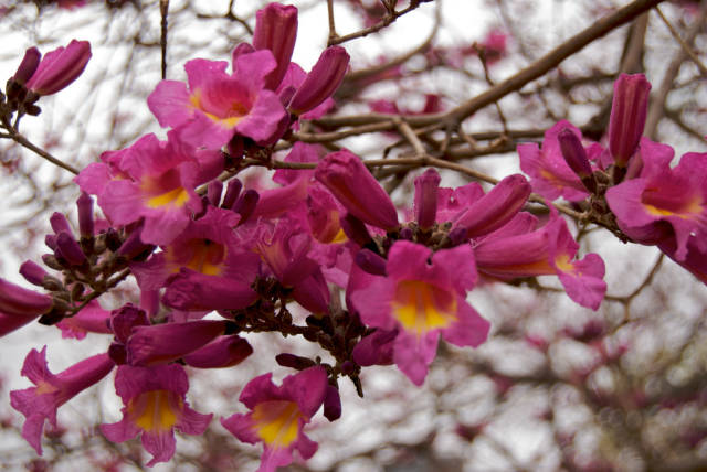 Best time for Lapacho Blooming in Buenos Aires
