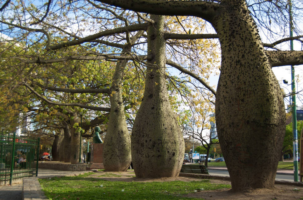 Palo Borracho Bloom in Buenos Aires - Best Season