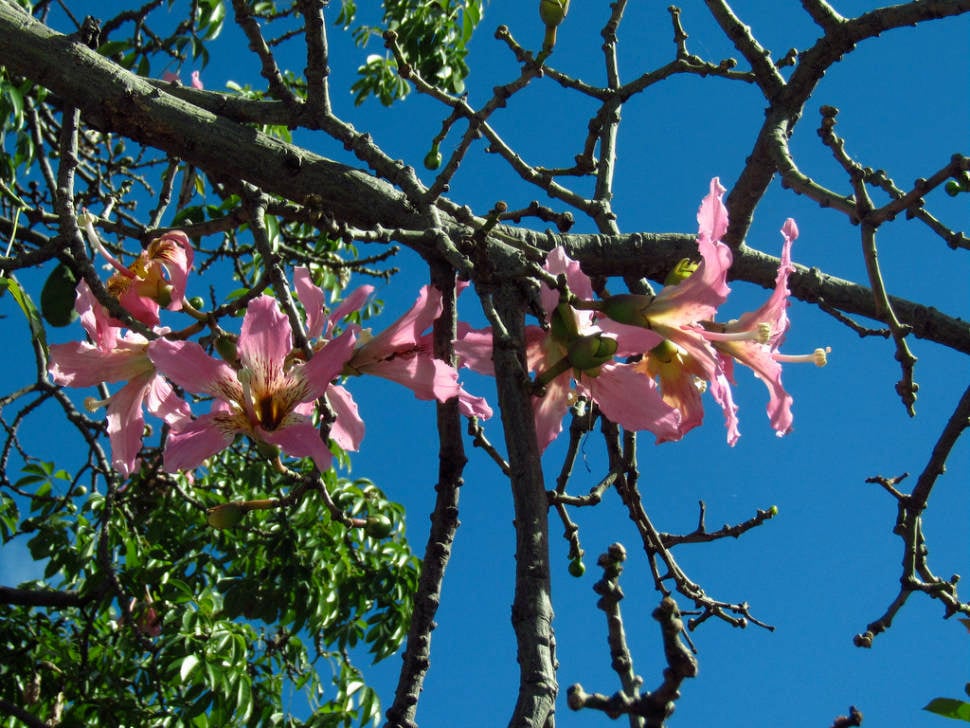 Best time for Palo Borracho Bloom