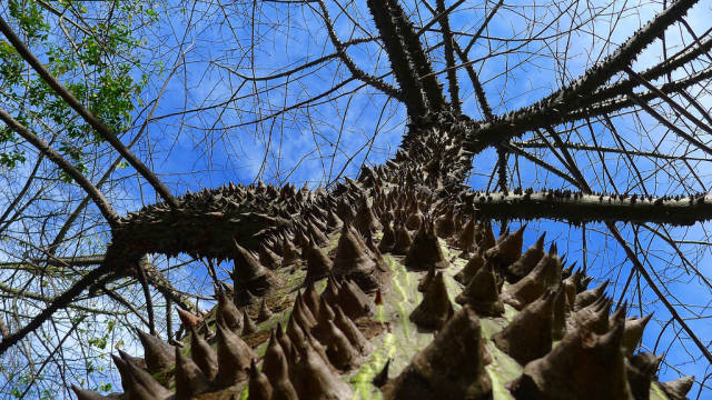 Best time for Palo Borracho Bloom in Buenos Aires