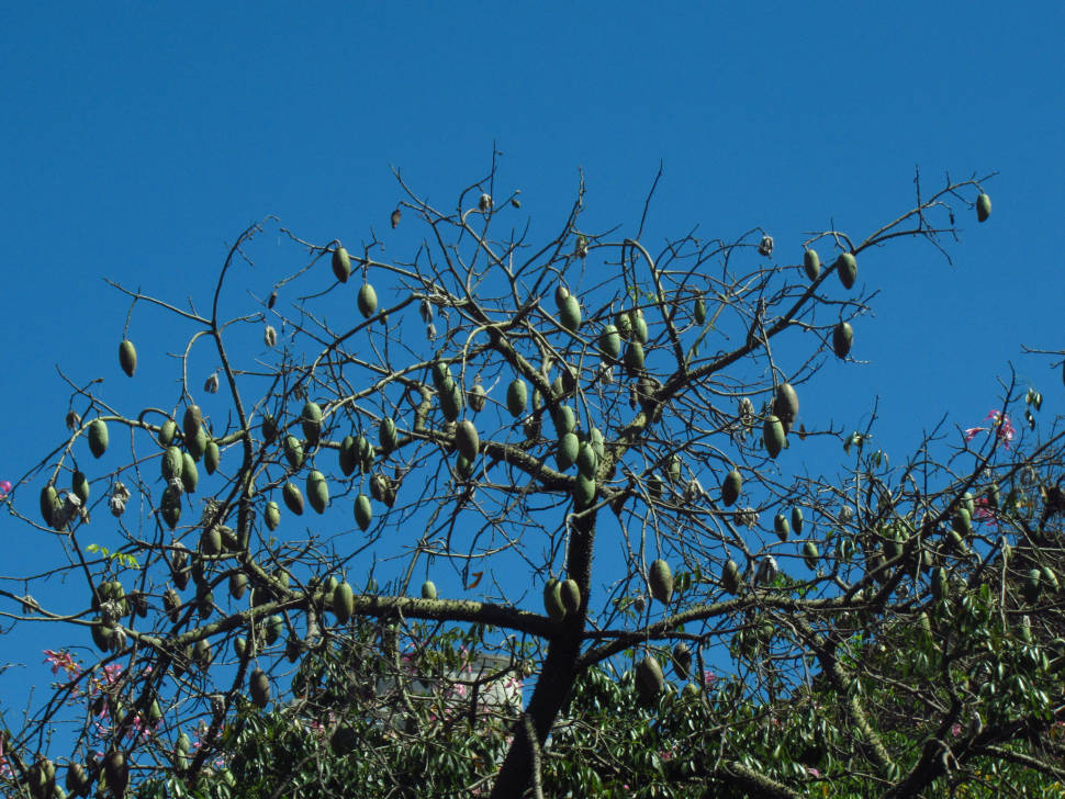 Best time to see Palo Borracho Bloom in Buenos Aires