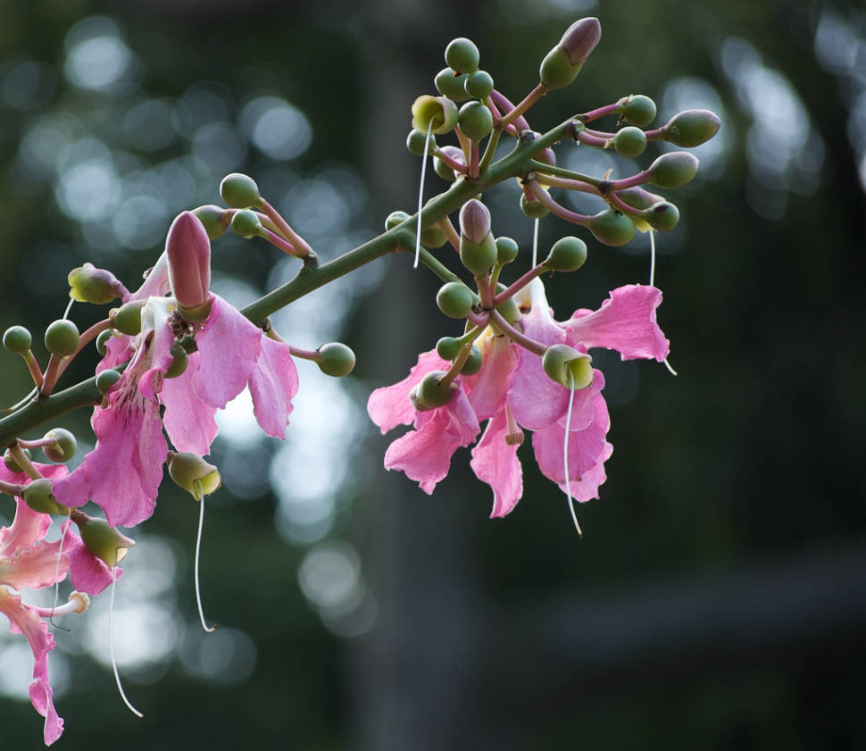 Palo Borracho Bloom in Buenos Aires - Best Time