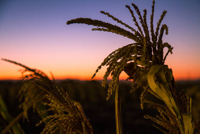 Best time to see Cool Patch Pumpkins Corn Maze in California