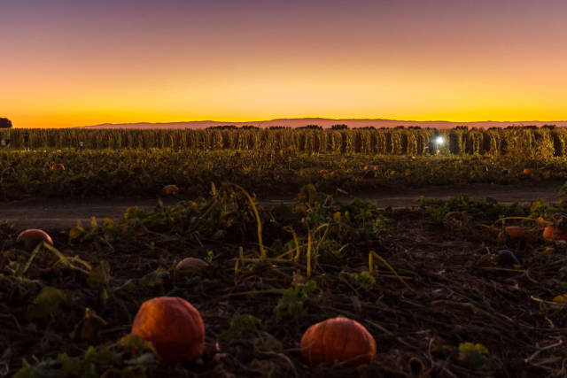 Cool Patch Pumpkins Corn Maze in California - Best Season