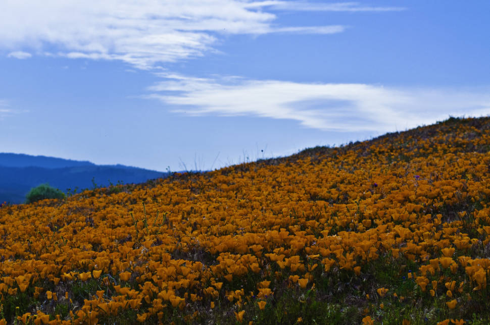 Best time to see Antelope Valley California Poppy Reserve in California