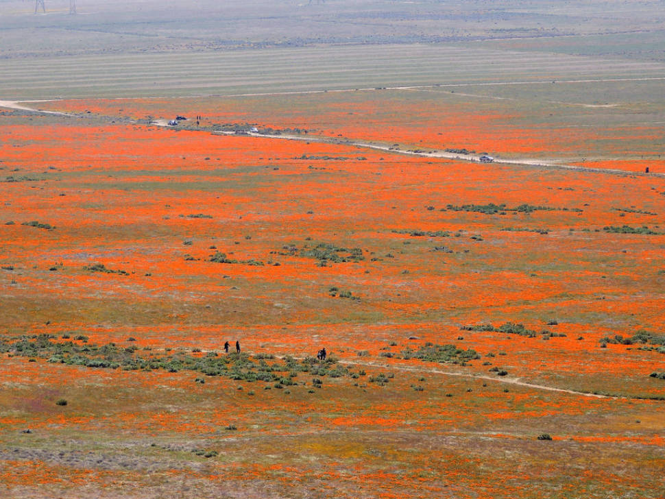 Antelope Valley California Poppy Reserve in California - Best Season