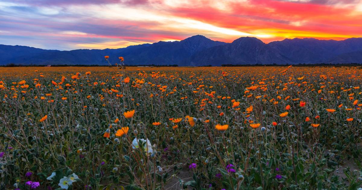 Best Time to See Anza-Borrego Desert Super Bloom in California 2019