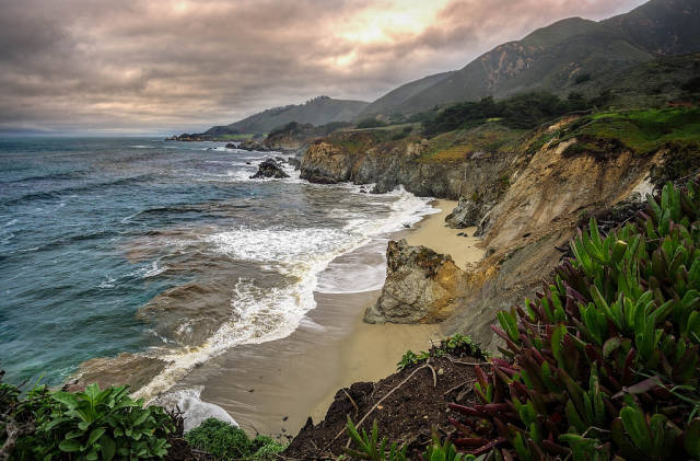 Succulents cling to the edge of a cliff along the Pacific Coast Highway in Big Sur