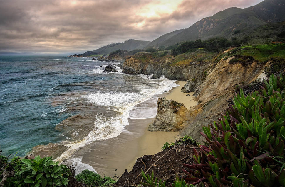 Succulents cling to the edge of a cliff along the Pacific Coast Highway in Big Sur