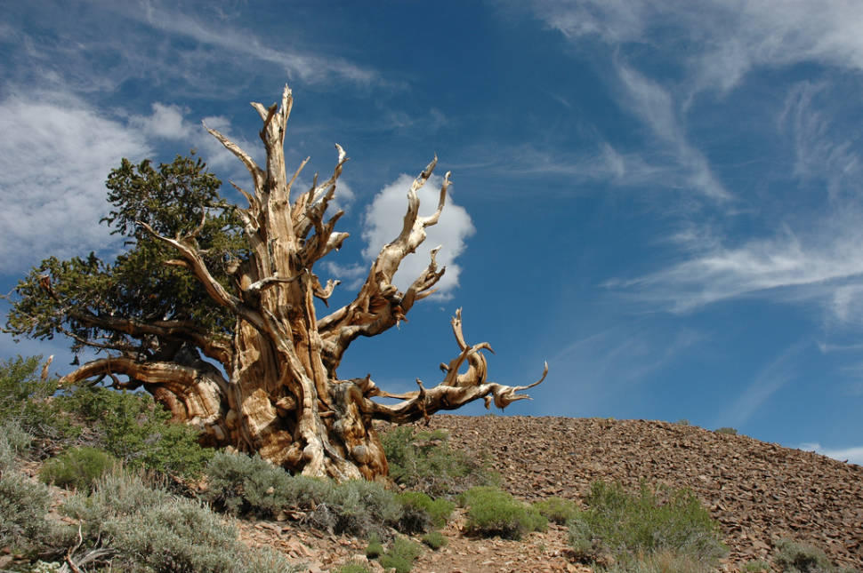 Bristlecone Pines in California - Best Season