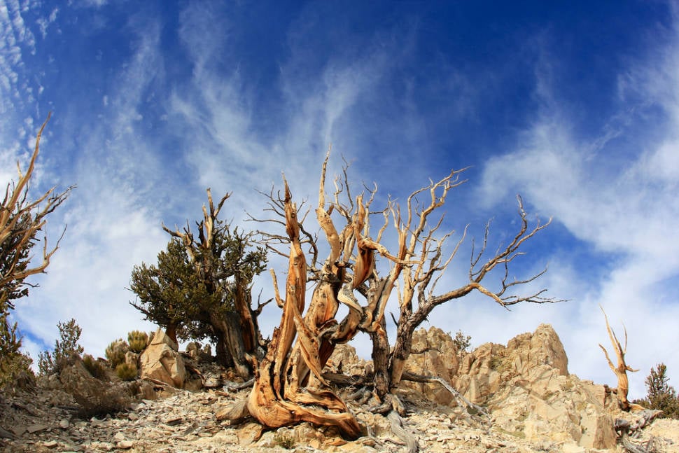 Best time for Bristlecone Pines in California