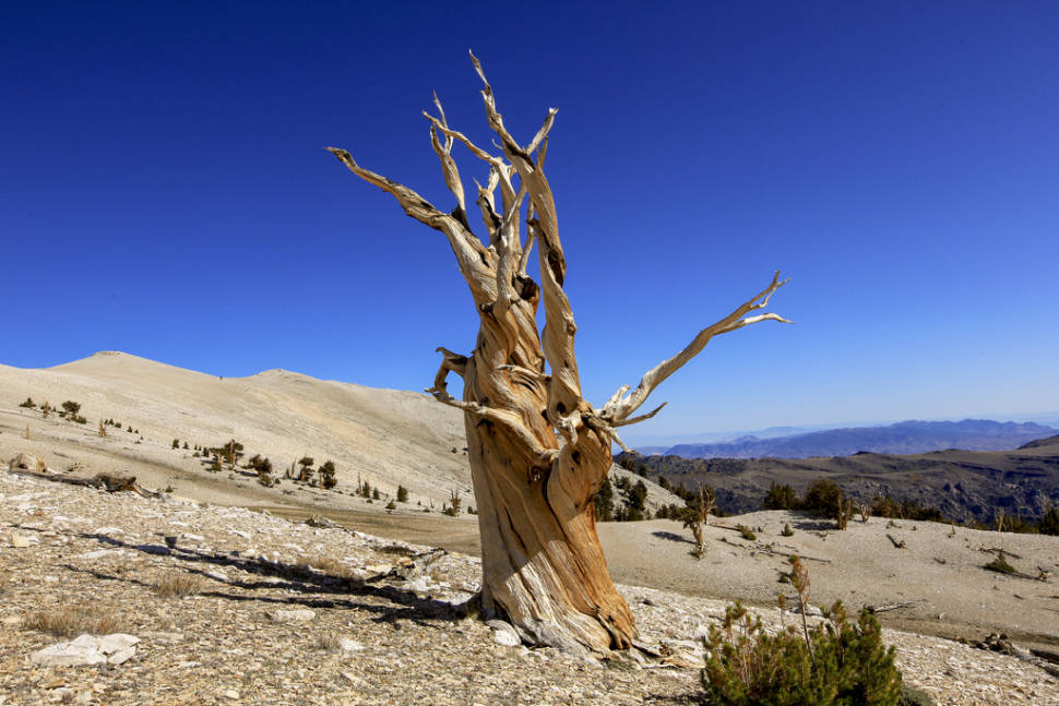 Bristlecone Pines in California - Best Time