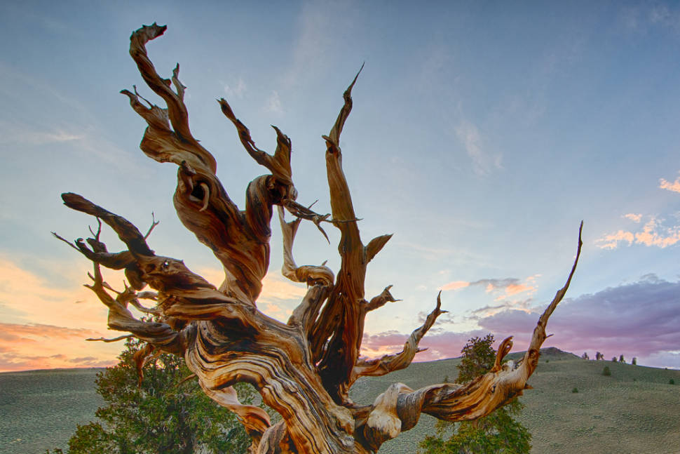 Methuselah, White Mountains, California