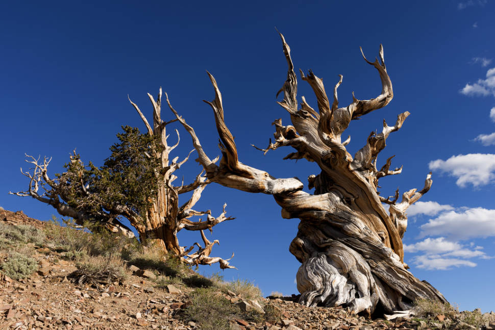 Best time to see Bristlecone Pines in California