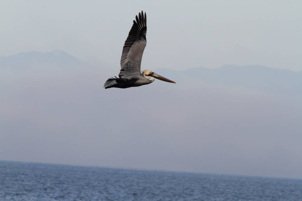 Best time to see Brown Pelicans in California