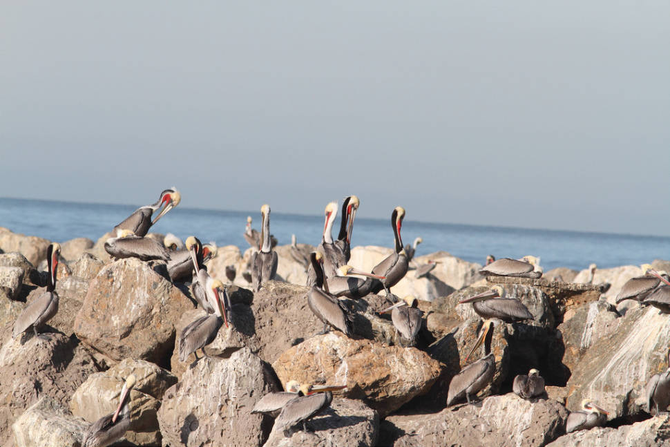 Best time for Brown Pelicans in California