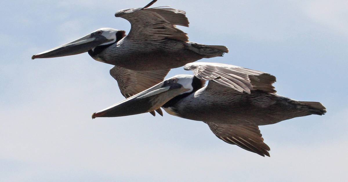 Brown Pelicans in California - Best Time