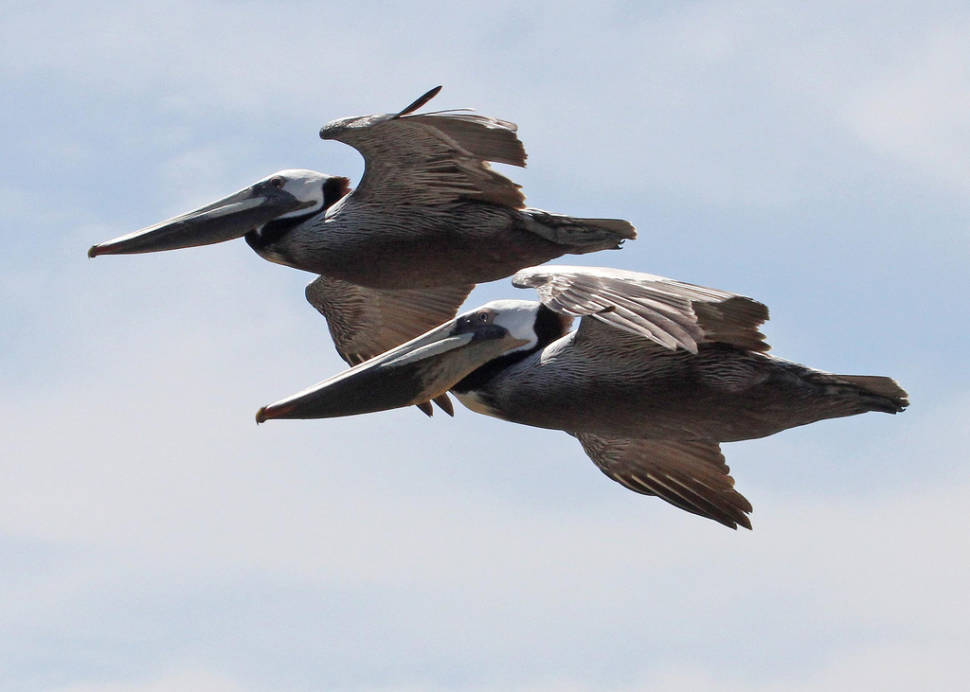 Brown Pelicans in California - Best Time