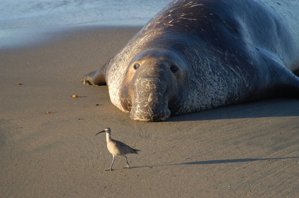 What a romantic elephant seal!