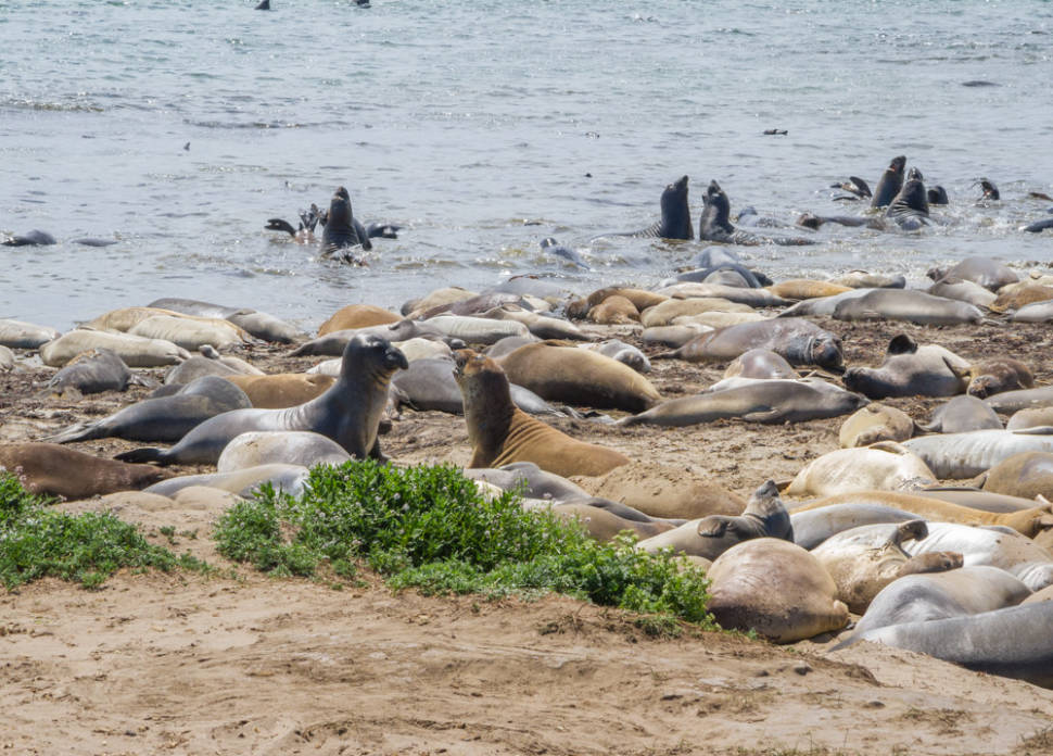 Best time to see Elephant Seals in California