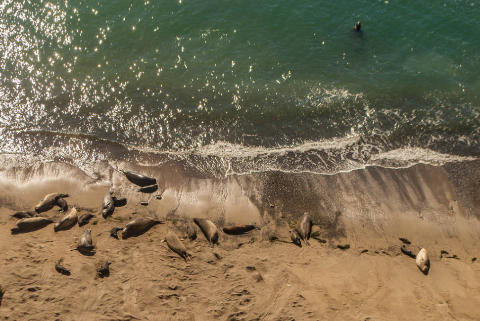 Elephant Seals in California - Best Season