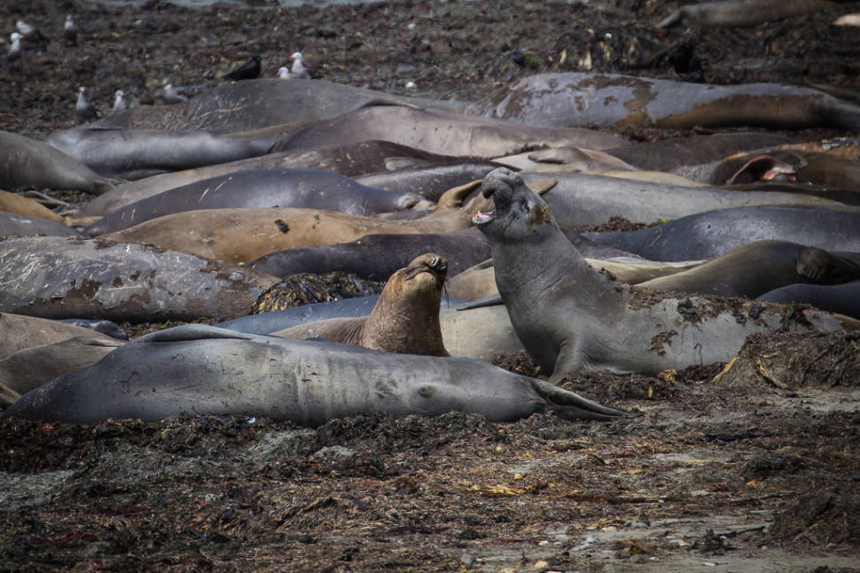 Male elephant seals practicing dominance displays in preparation for mating season in winter: Año Nuevo State Park
