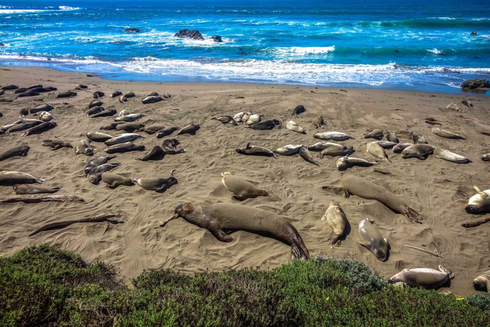 Elephant Seals in California - Best Time