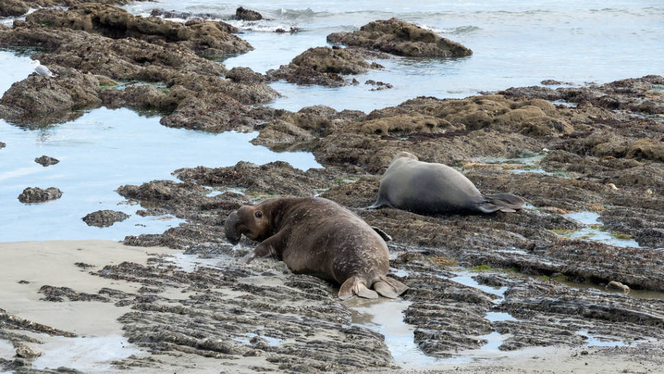 Male elephant seal wouldn't let a female go out to feed without mating with him. Año Nuevo State Park