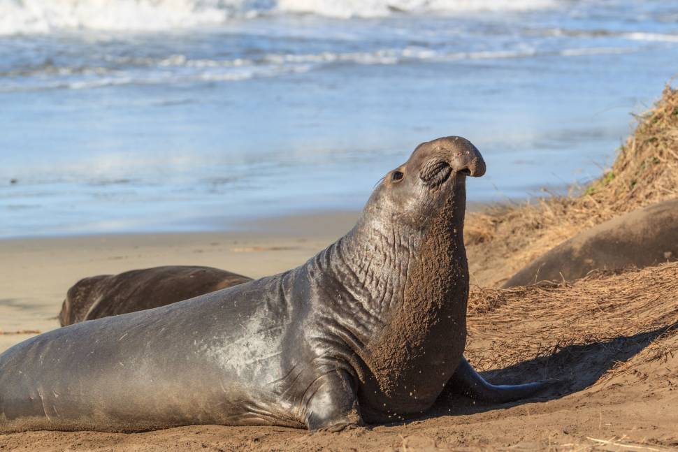 Best time for Elephant Seals in California