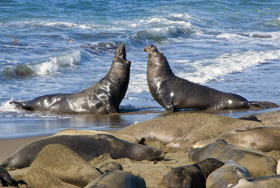 Elephant Seals Having a Discussion
