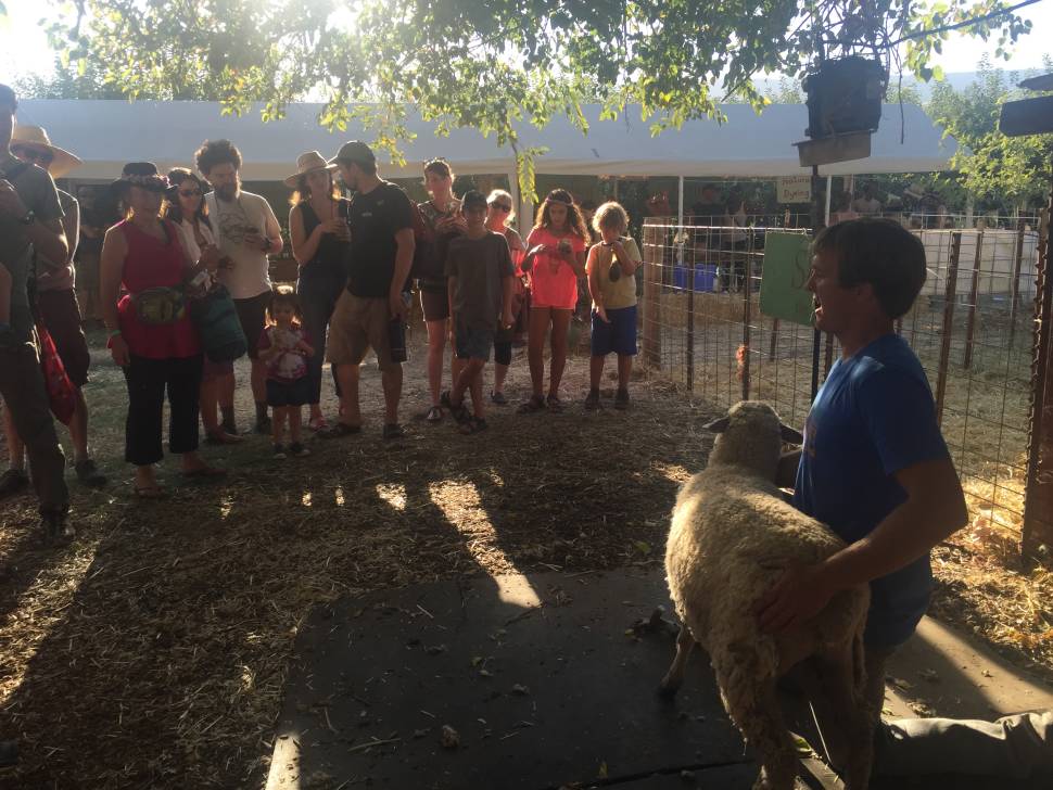 Demonstration of sheep shearing