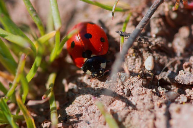 Best time for Ladybugs in California