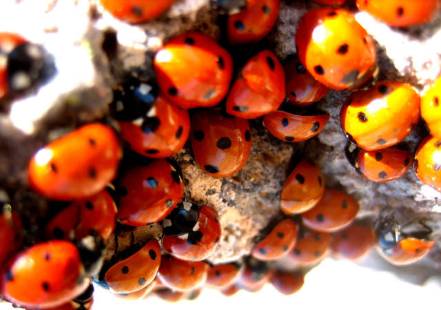 Ladybugs in California - Best Season