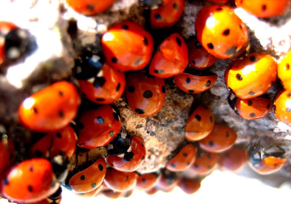 Ladybugs in California - Best Season