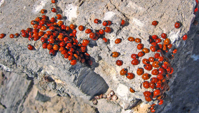 Ladybugs in California - Best Time