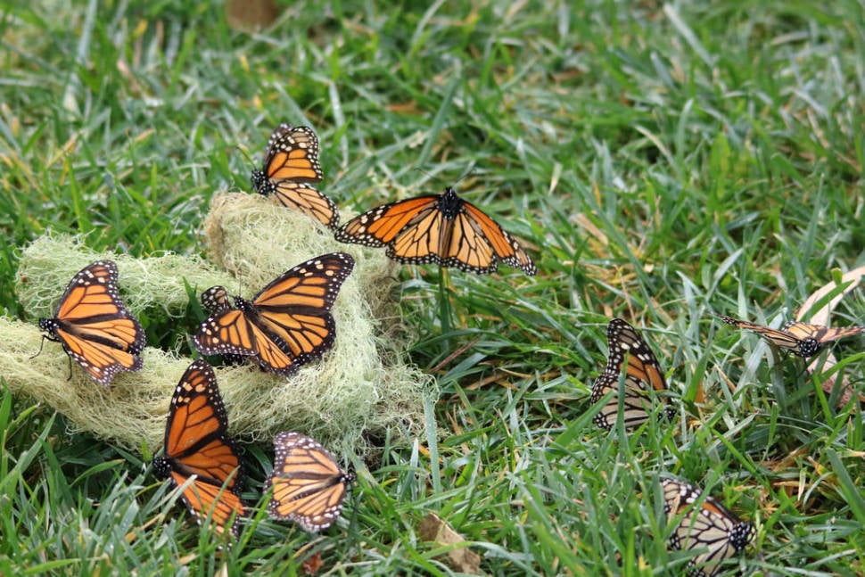 Best time for Monarch Butterflies in California