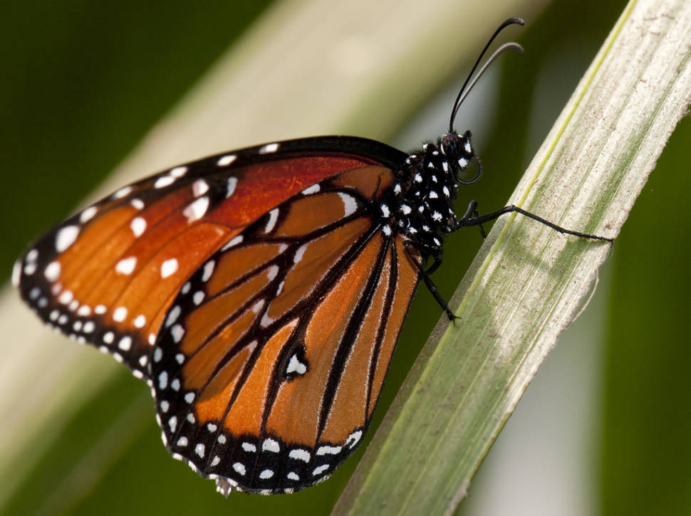 Monarch Butterflies in California - Best Time