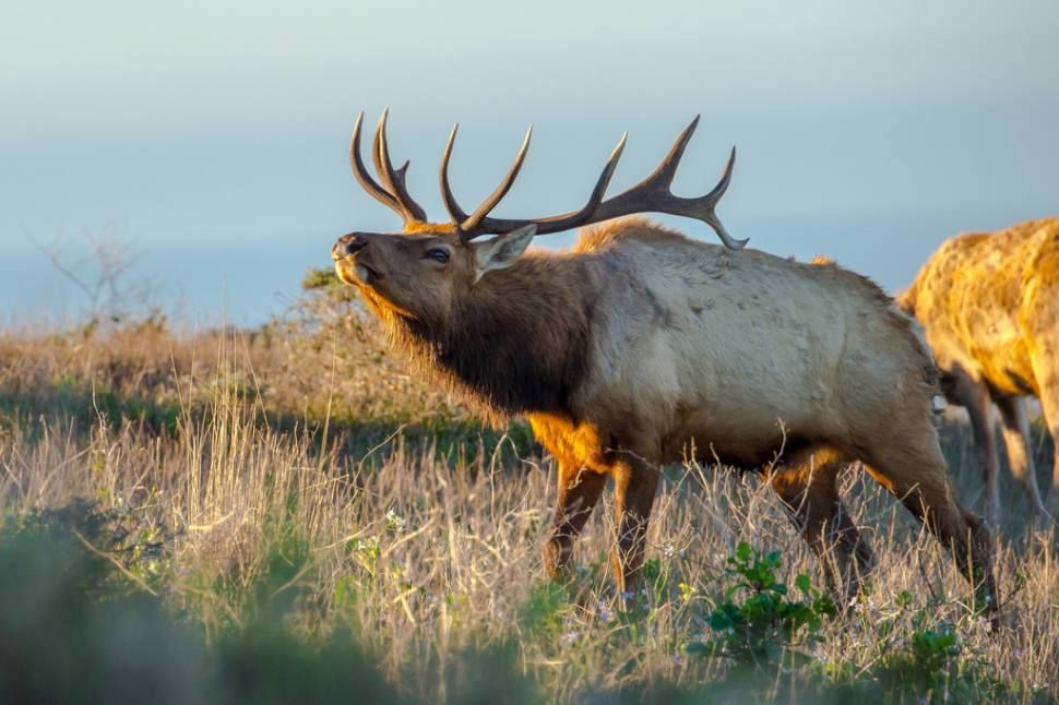 The Tule Elk
