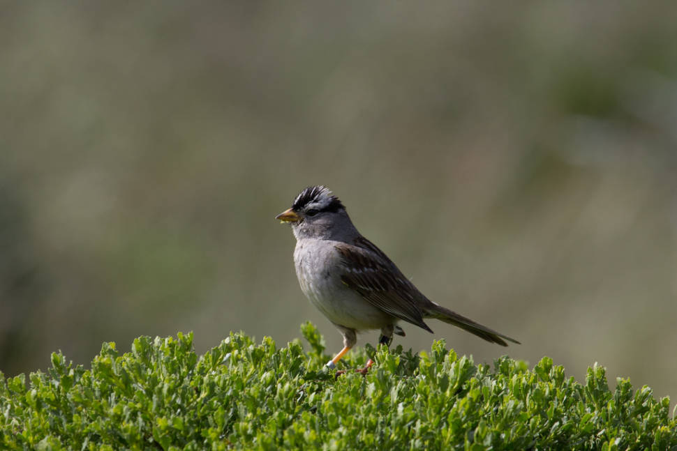 Birdwatching in Abbotts Lagoon