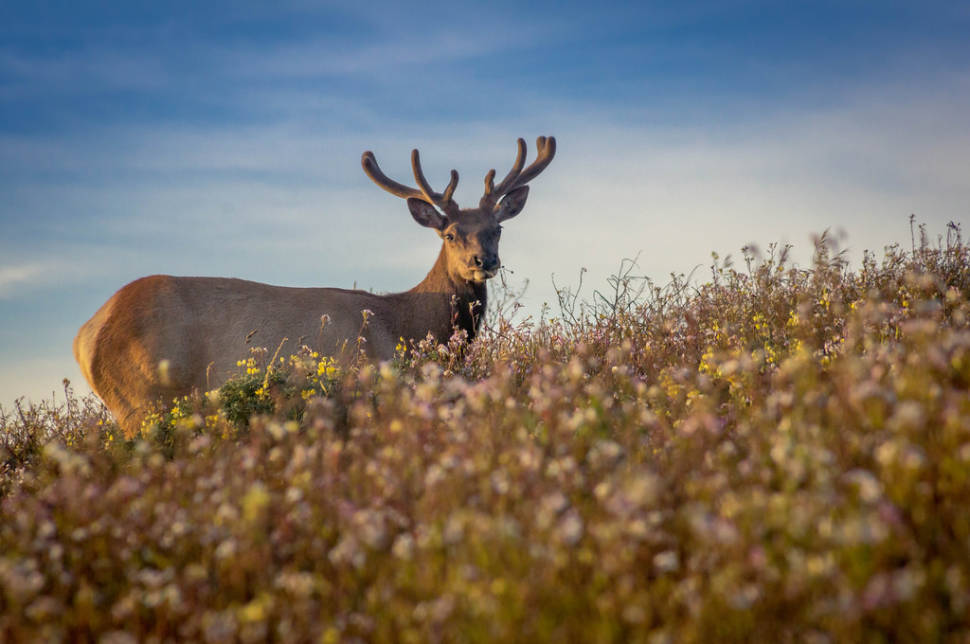 The Tule Elk
