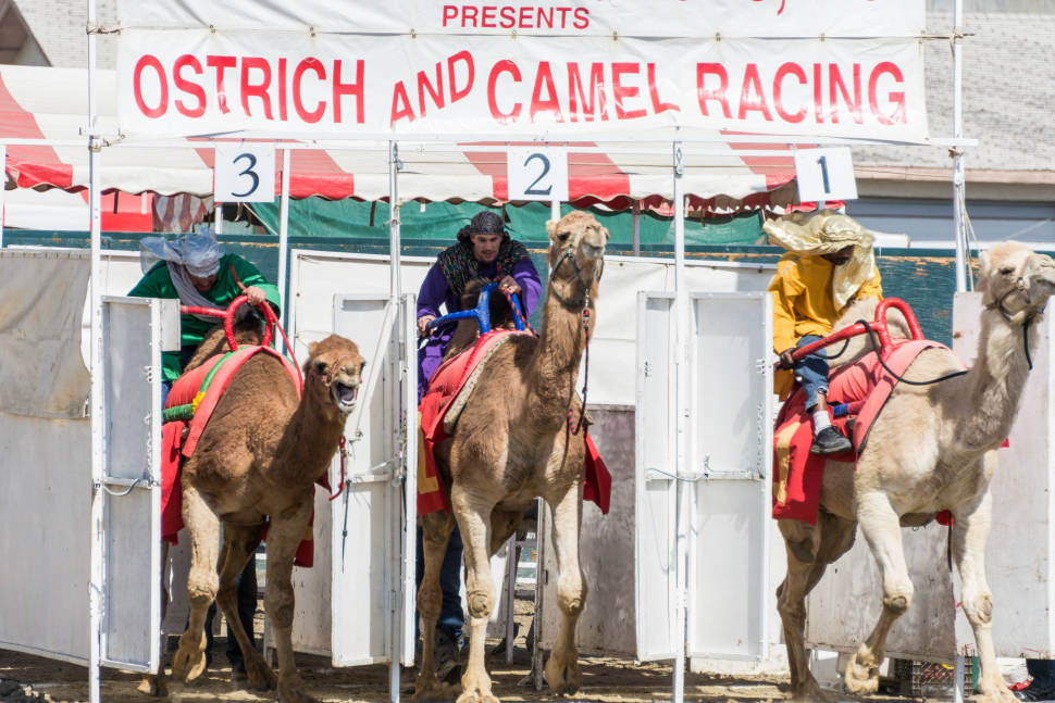 Camel Races