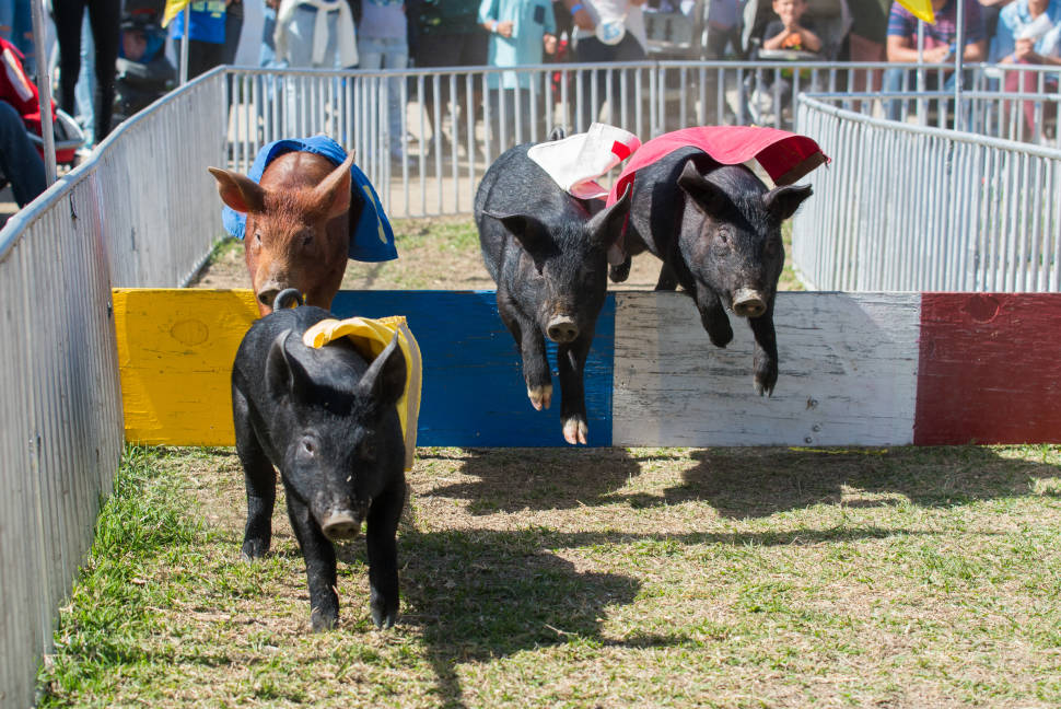 Pig Races
