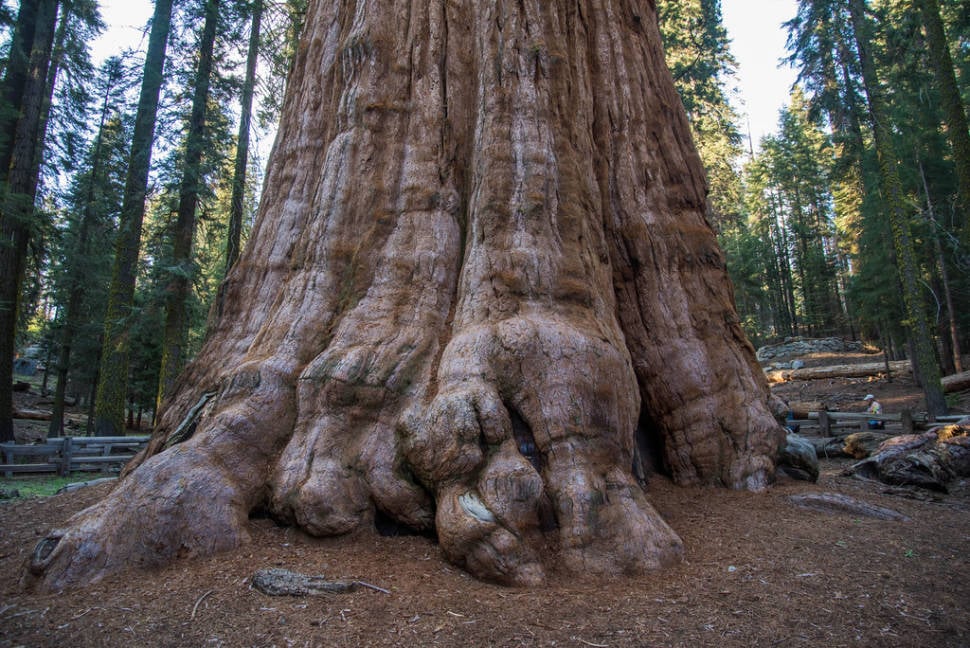 Base of General Sherman