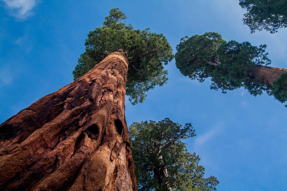 Sequoia National Park in California - Best Time