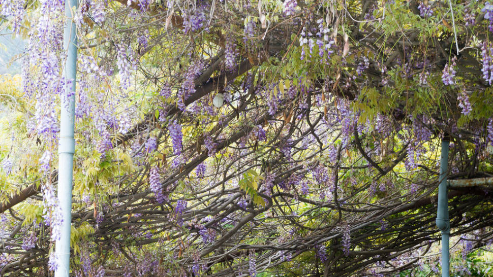 Sierra Madre Wistaria Festival in California - Best Season