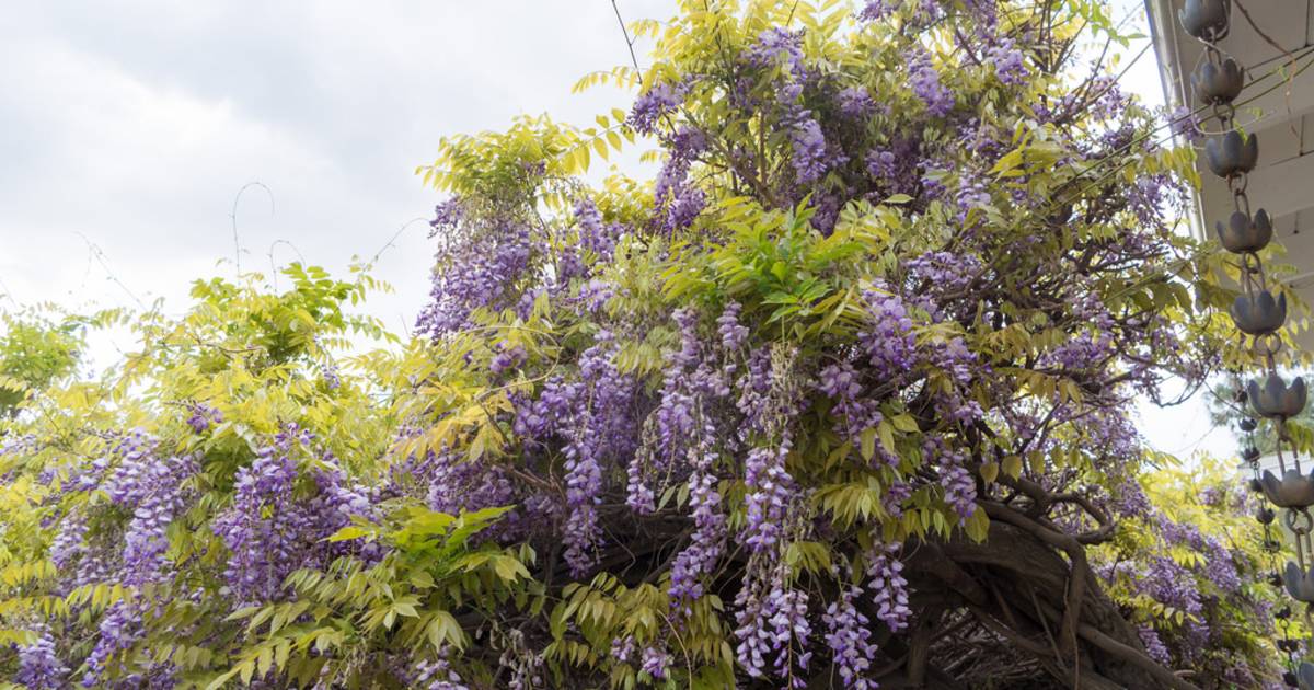 Sierra Madre Wistaria Festival in California - Best Time