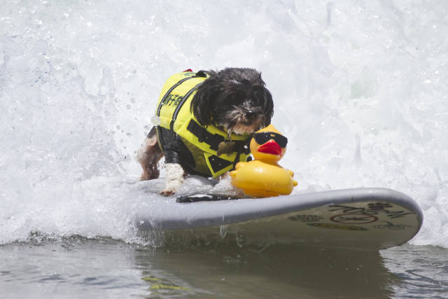 Best time for Surf Dog Competition in California