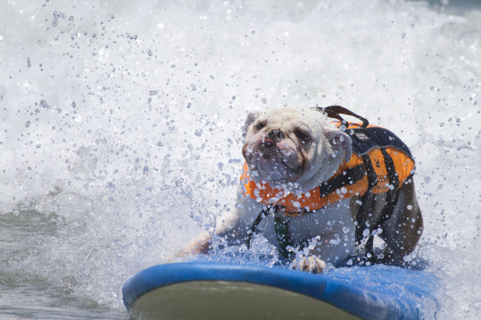 Surf Dog Competition in California - Best Season