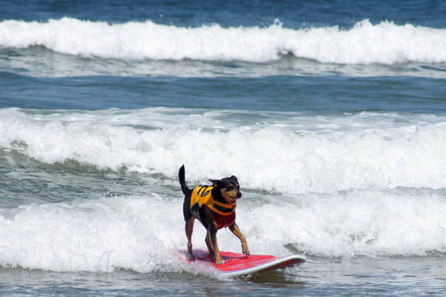 Surf Dog Competition at the Imperial Beach