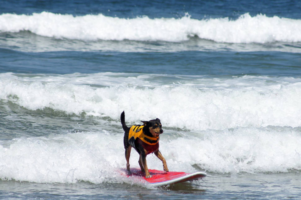 Surf Dog Competition at the Imperial Beach